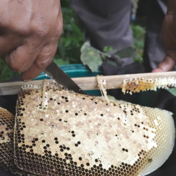 Madu Borobudur 600x600